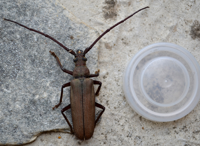 Aegosoma scabricorne